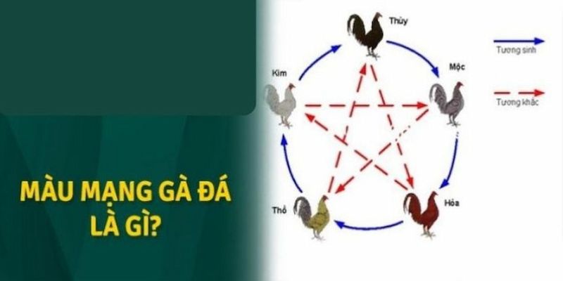 Định nghĩa màu mạng gà đá